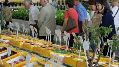 感嘆しながら農産展出品物を見る来場者