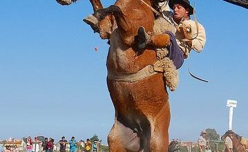 ガウショの荒馬乗りの様子（翻訳者提供）