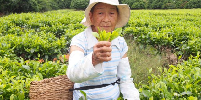 お茶歴83年の鑑識眼で、良い茶葉だけを選り分ける梅さん