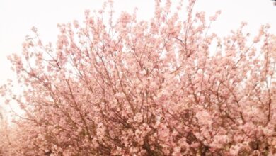 ブラジルでは季節が冬である時期に桜が満開となり、『桜まつり』などが開催される所もある。