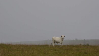 草原の牛（Foto: Pedro Bolle/USP Imagens）