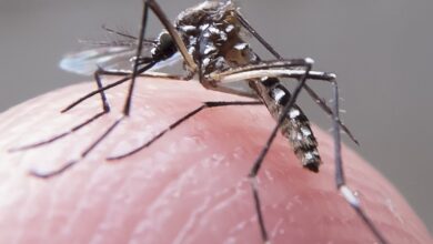 感染源となるネッタイシマカ（mosquito Aedes aegypti）。刺されないよう要注意（Foto: Rafael Neddermeyer/Fotos Publicas, 14/5/2015）