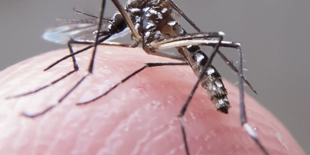 感染源となるネッタイシマカ（mosquito Aedes aegypti）。刺されないよう要注意（Foto: Rafael Neddermeyer/Fotos Publicas, 14/5/2015）