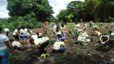 八木農場での植樹に励む小中学生ら