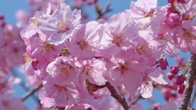 陽光桜