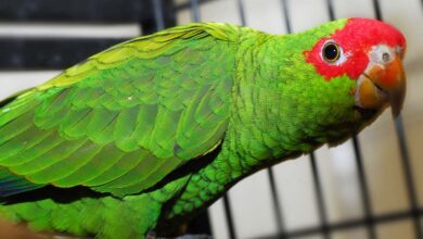 レッドリストの絶滅危惧種に載ったブドウイロボウシインコ