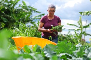 農業部門が落ち込むＧＤＰのけん引役となれるか？　（参考画像 - Pedro Ventura/Agência Brasília）