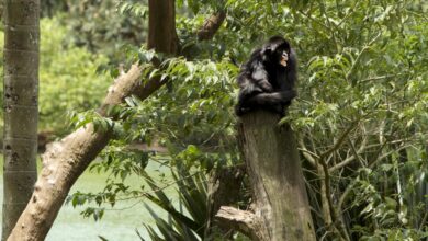 ２３日、サンパウロ市動物園が閉鎖された（Oswaldo Corneti/Fotos Públicas）