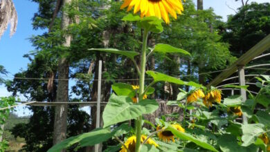 アチバイアの農場で開花したど根性ひまわり８世