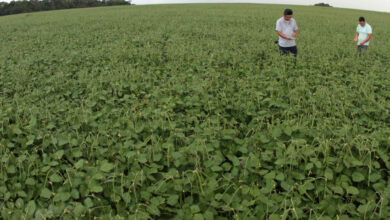 ブラジル北部での作物収穫の好調が、ＧＤＰを伸ばす力となった。（参考画像・CRISTINO MARTINS /Ag. Pará）