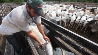 パラー州での、口蹄疫予防の取り組み（参考画像・ASCOM/ADEPARÁ）