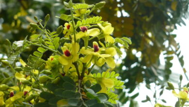 リベルダーデ広場で見ごろのパウ・ブラジルの花