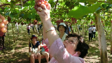 一面に広がる葡萄畑