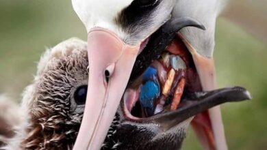 海鳥が口移しで与えるえさの中にもプラスチックごみが含まれている（参考映像、Ecosurf/Divulgação）