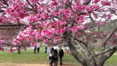 サンパウロ州サンロッケ市の国士館スポーツセンターの桜