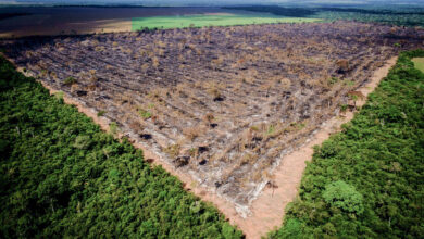 摘発を受けた法定アマゾン内の違法伐採地域（Foto: Mayke Toscano/Gcom-MT）