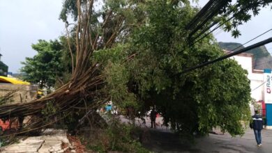 大雨と突風により市内１２０カ所以上で木が倒れ、交通遮断、停電を引き起こした（Fernando Frazao/Ag. Brasil）