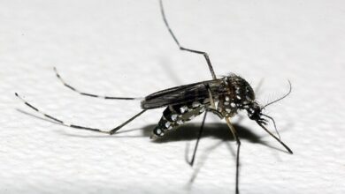 デング熱などを媒介するネッタイシマカ（Aedes aegypt、Raul Santana/Fundação Oswaldo Cruz/Divulgação）