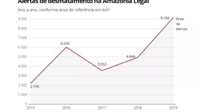 法定アマゾンでの森林伐採増加傾向を示すグラフ（１４日付Ｇ１サイトの記事の一部）