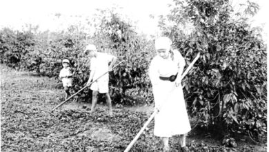 家族総出で耕地の草取りする様子（『在伯同胞活動実況写真帳』（１９３８年、竹下写真館 高知県古市町）