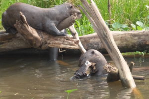 火災現場近くにいたオオカワウソ